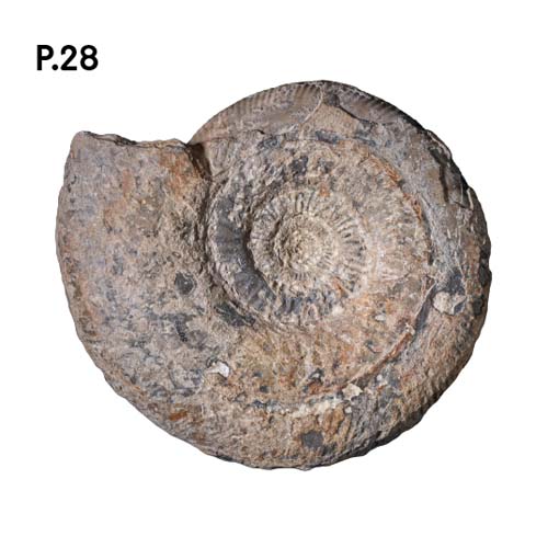 Přírodopis_motiv28.jpg Přírodopis_motiv28.jpg